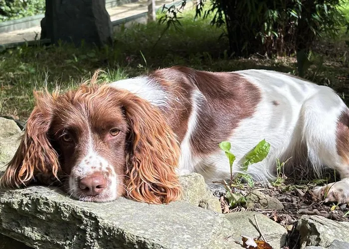 Kemping The Swallow's Return Logcabin, Carlingford, A91d954 Carlingford